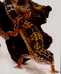 Leopard Gecko